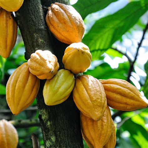 Cocoa Bean Facts Health Benefits And Nutritional Value