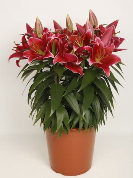 Buy Lily Bulbs Lily Sunny Keys Oriental Pot Lily From The Gold Medal