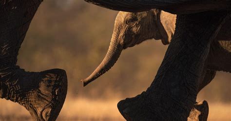 Hundreds Of Elephants Have Mysteriously Died In Botswana In Just A Few Months Cnet