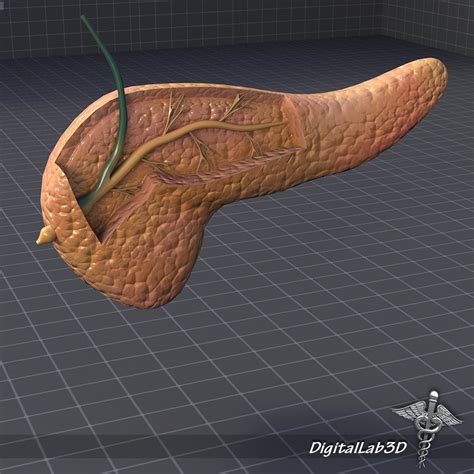Pancreas Anatomy 3d Model In Anatomy 3dexport