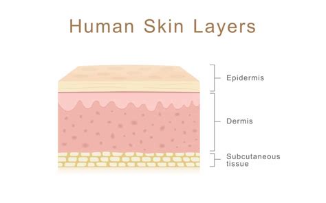 The Structure And Function Of The Skin Anatomy And Physiology