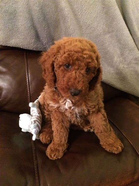 Murphy Almost 9 Weeks Old Miniature Red Poodle ️ Red Poodles Poodle