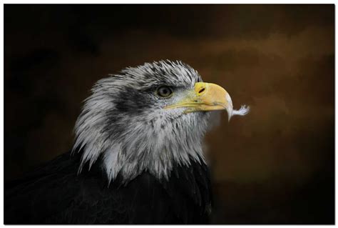 Wallpaper Birds Nature Closeup Wildlife Canon Bird Of Prey Bald Eagle Beak Blinkagain