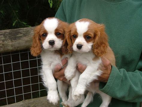 How Many Litters Can A Cavalier King Charles Spaniel Have