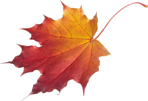 Autumn Leaves Png Image For Free Download