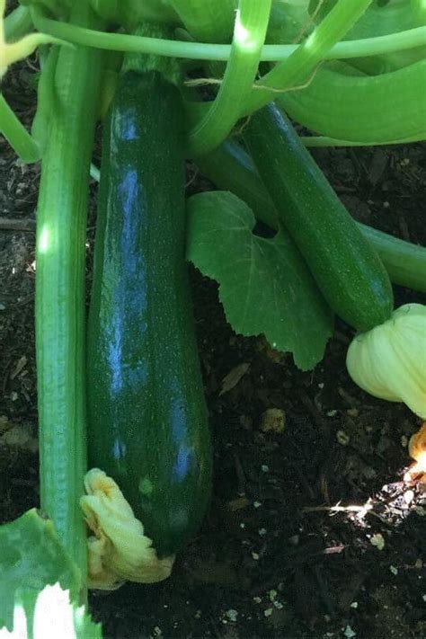 The Beginners Guide To Planting And Growing Zucchini In Pots Gardening