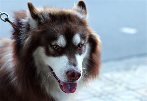 papel de parede cara olhos cachorro husky siberiano trela malamute do alasca visto
