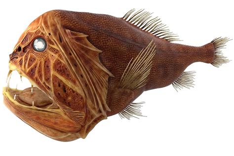 10 Of The Worlds Weirdest Fish Worldatlas