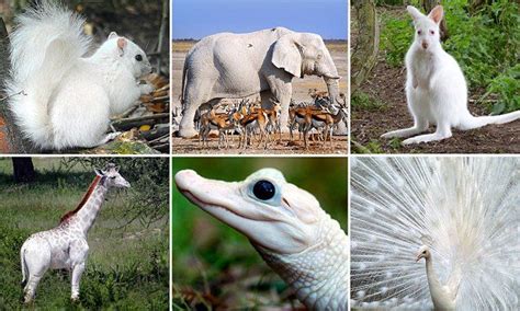 Albino Animals Are Not A Pigment Of Your Imagination In These Amazing