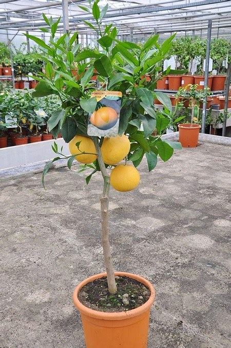 Перевод контекст pampelmuse c немецкий на русский от reverso context: Grapefruit (Pampelmuse, Pomelo) Citrus paradisi Rosa ...