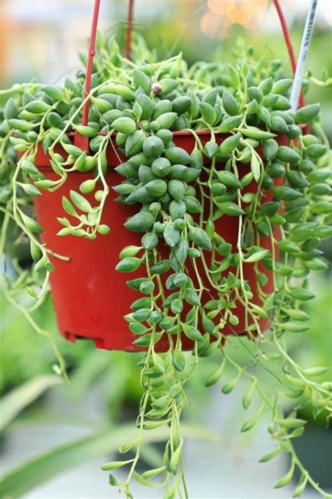 23 Types Of Trailing And Hanging Succulent Plants With Pictures