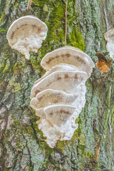 White Mushroom Fungus Grows Parasitize On Old Tree Trunk Stock Image