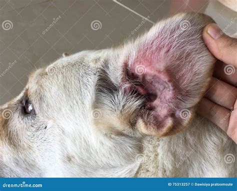 Ear Infection In Dog Stock Image Image Of Caused Problem 75313257