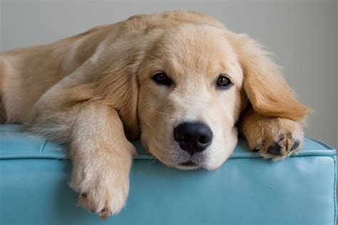 Golden Retriever Dog Names Dogtime