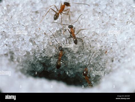 Cone Ants Insects Bugs Emerging From Hole In Mound Stock Photo Alamy