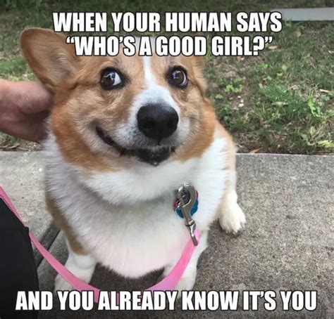 25 Best Corgi Memes Of All Time The Paws