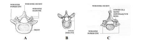 Rysunki Przedstawiają Szkielet Człowieka I Innych Małp - Rysunki A, B i C przedstawiają trzy różne rodzaje kręgów…