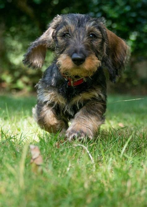 Akc recently visited miniature wirehaired dachshund breeders travis wright and johnny hagerman of roundabout kennel to chat about their experiences. Dachshund Wirehaire #dachshund Wirehaired | Wire haired ...