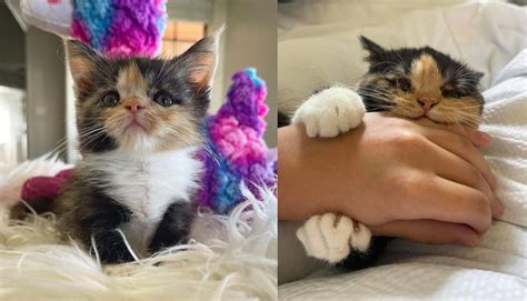 Kitten Overcomes Many Obstacles Since Birth And Transforms From Tiniest