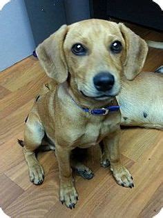 Akc registered puppies pet price: dachshund | Beagle Dachshund Mix Puppies | Dogs ...