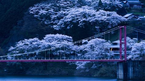 Sakura Trees Wallpapers Wallpaper Cave