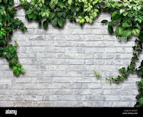 Climbing Plant On The White Brick Wall Stock Photo Alamy