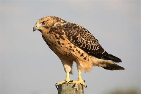 Hawks In Maryland 9 Hawk Species Spotted In Little America