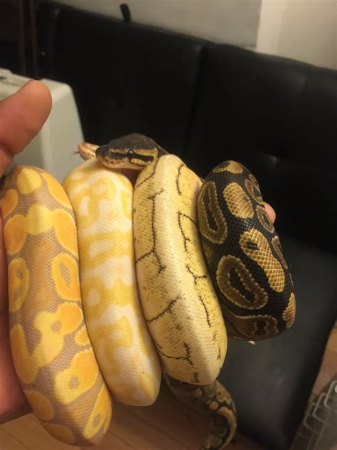 Ball Python Collection Pretty Snakes Cool Snakes Beautiful Snakes