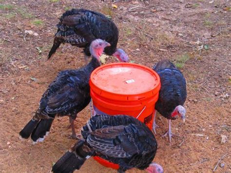 4 Month Old Eastern Wild Turkey Gender Question Backyard Chickens