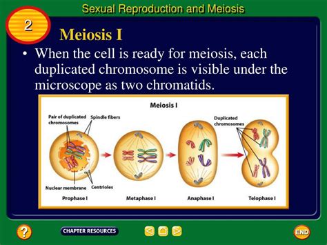 Meiosis Ppt Sexual Reproduction In Eukaryotes Meiosis And Sexual Life Hot Sex Picture