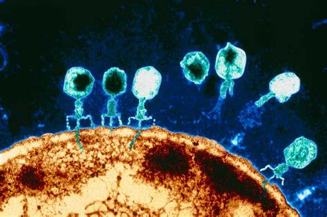 Giant Viruses Have Weaponised Crispr Against Their