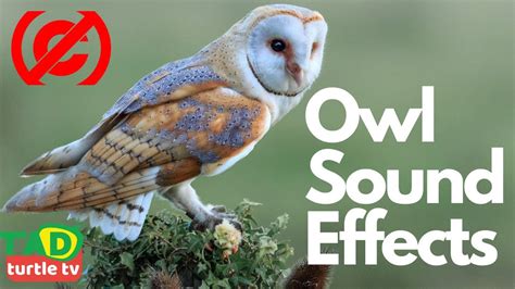 Owl Sound Effects Free Sound Effects Owl Hooting Owl Calls Owl
