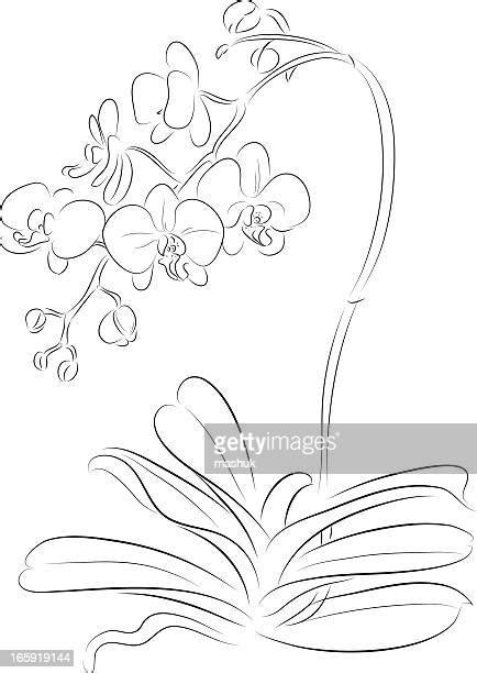 Orchid Line Drawing Photos And Premium High Res Pictures Getty Images