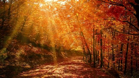 Download Wallpaper 1920x1080 Autumn Forest Park Foliage Sunlight Full Hd Hdtv Fhd 1080p