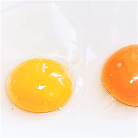 Orange Egg Yolk Yolk Colors Explained Get Cracking