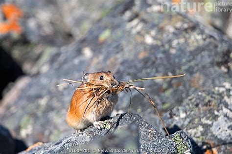 Nature Picture Library Northern Pika Ochotona Hyperborea Carrying