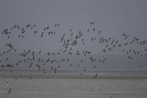 Free Photo Group Of Birds Flying Animal Bird Flying Free