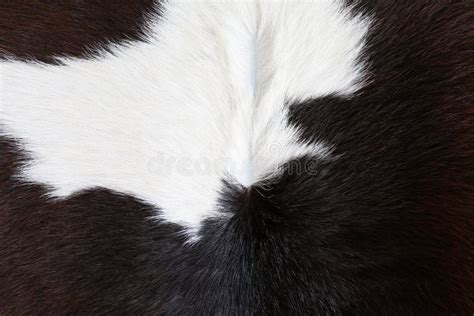 Cow Fur Skin Background Or Texture Stock Image Image Of Cattle Dairy