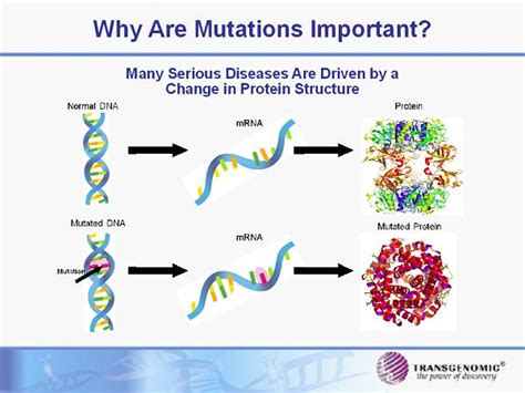 A mutation is a change that occurs in our dna sequence, either due to mistakes when the dna is copied or as the result of environmental factors such as uv light and cigarette smoke. Why Are Mutations Important? Many Serious Diseases Are ...