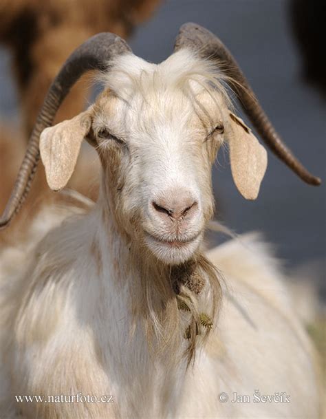 Capra Aegagrus Hircus Pictures Domestic Goat Images Nature Wildlife