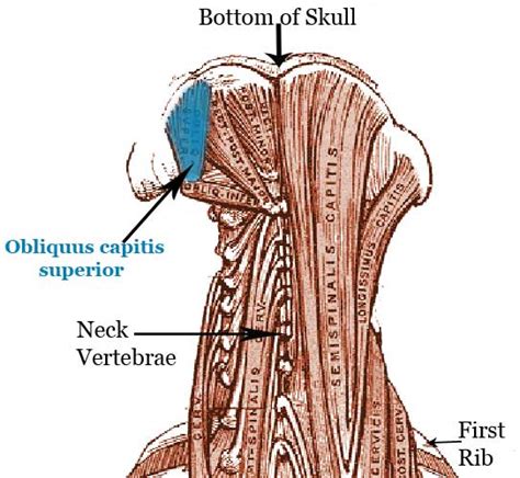 Suboccipital Anatomy Rectus Capitis Posterior Major And Minor