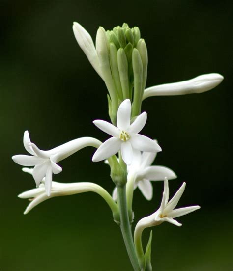 The 10 Most Fragrant Flowers To Plant In Your Garden In 2020 Fragrant