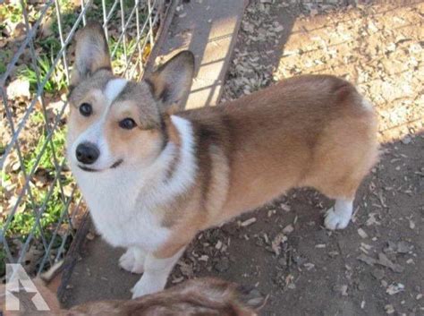 The current median price for all corgis sold is $1,072.50. Corgi Puppy For Sale Texas | PETSIDI
