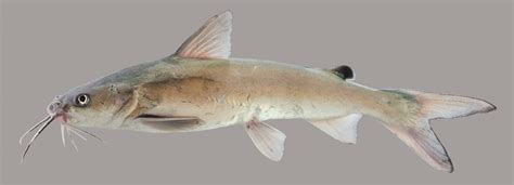 Hardhead Catfish Discover Fishes