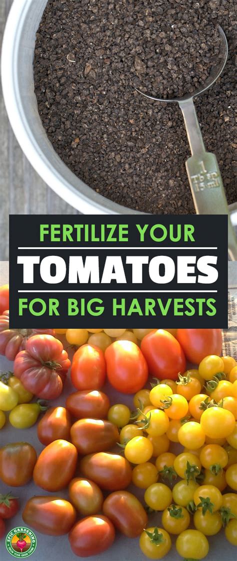 Tomato Fertilizer How To Feed Your Plants For Ultimate