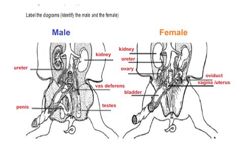 Solved Urinary And Reproductive Systems Dissection Of The Thoracic