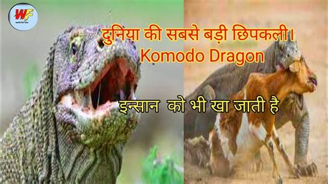 दुनिया की सबसे खतरनाक छिपकली Largest Lizard On Earth The Komodo