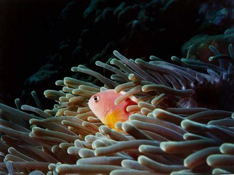 Pink Skunk Clownfish Amphiprion Perideraion 분홍동가리 Display