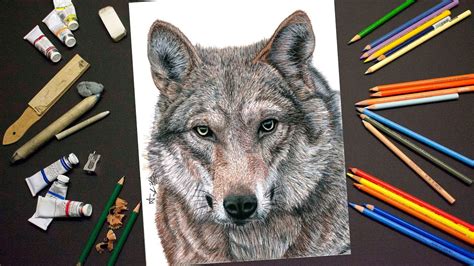 Drawing A Wolf Realistic Time Lapse Drawingpainting