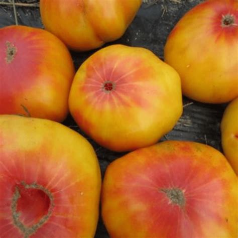 Organic Gold Medal Tomato Fruition Seeds